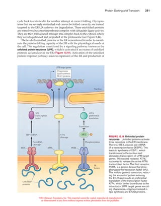 Protein sorting and transport | PDF