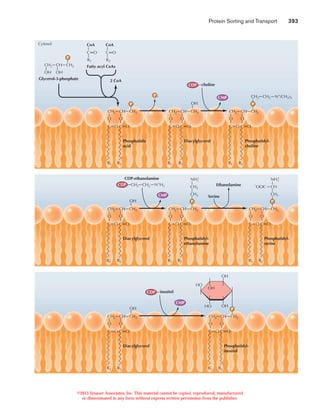 Protein sorting and transport | PDF
