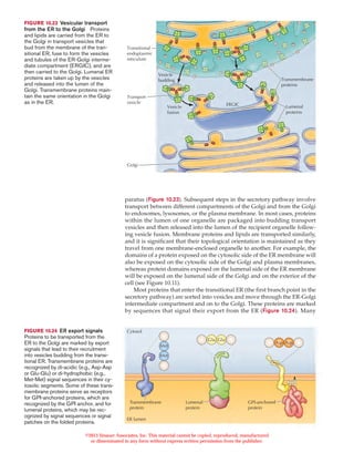 Protein sorting and transport | PDF