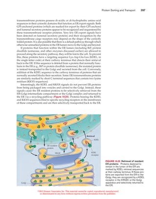 Protein sorting and transport | PDF