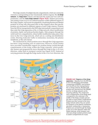 Protein sorting and transport | PDF
