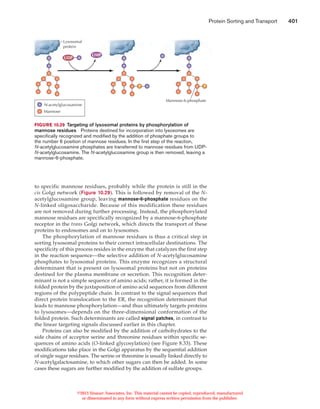 Protein sorting and transport | PDF