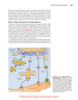 Protein sorting and transport | PDF