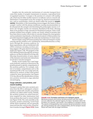 Protein sorting and transport | PDF