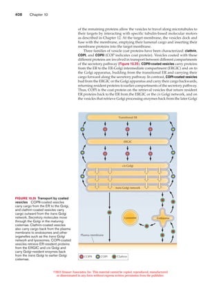 Protein sorting and transport | PDF
