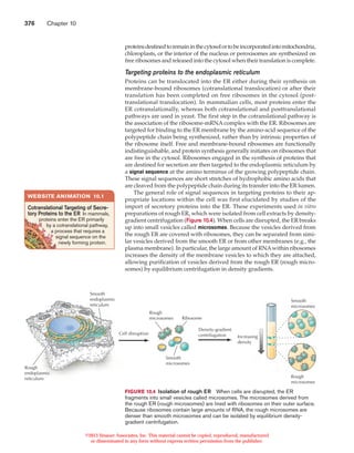 Protein sorting and transport | PDF