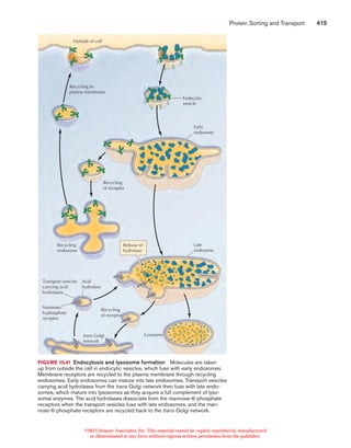 Protein sorting and transport | PDF