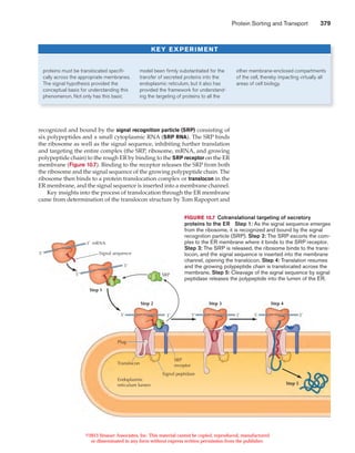 Protein sorting and transport | PDF