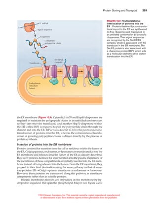 Protein sorting and transport | PDF
