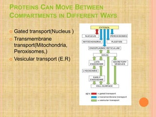 PROTEINS CAN MOVE BETWEEN
COMPARTMENTS IN DIFFERENT WAYS
 Gated transport(Nucleus )
 Transmembrane
transport(Mitochondria,
Peroxisomes,)
 Vesicular transport (E.R)
 