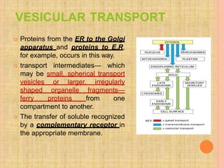 VESICULAR TRANSPORT
 Proteins from the ER to the Golgi
apparatus and proteins to E.R,
for example, occurs in this way.
 transport intermediates— which
may be small, spherical transport
vesicles or larger, irregularly
shaped organelle fragments—
ferry proteins from one
compartment to another.
 The transfer of soluble recognized
by a complementary receptor in
the appropriate membrane.
 