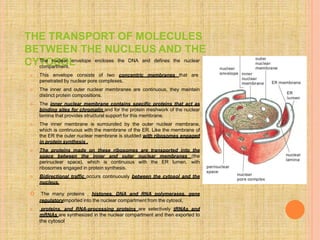 THE TRANSPORT OF MOLECULES
BETWEEN THE NUCLEUS AND THE
CYTOSOL
 The nuclear envelope encloses the DNA and defines the nuclear
compartment.
 This envelope consists of two concentric membranes that are
penetrated by nuclear pore complexes.
 The inner and outer nuclear membranes are continuous, they maintain
distinct protein compositions.
 The inner nuclear membrane contains specific proteins that act as
binding sites for chromatin and for the protein meshwork of the nuclear
lamina that provides structural support for this membrane.
 The inner membrane is surrounded by the outer nuclear membrane,
which is continuous with the membrane of the ER. Like the membrane of
the ER the outer nuclear membrane is studded with ribosomes engaged
in protein synthesis .
 The proteins made on these ribosomes are transported into the
space between the inner and outer nuclear membranes (the
perinuclear space), which is continuous with the ER lumen. with
ribosomes engaged in protein synthesis.
 Bidirectional traffic occurs continuously between the cytosol and the
nucleus.
 The many proteins , histones, DNA and RNA polymerases, gene
regulatoryimported into the nuclear compartment from the cytosol,
 proteins, and RNA-processing proteins are selectively tRNAs and
mRNAs are synthesized in the nuclear compartment and then exported to
the cytosol
 