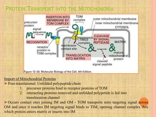 PROTEIN TRANSPORT INTO THE MITOCHONDRIA
Import of Mitochondrial Proteins
►Post-translational: Unfolded polypeptide chain
1. precursor proteins bind to receptor proteins of TOM
2. interacting proteins removed and unfolded polypetide is fed into
translocation channel
►Occurs contact sites joining IM and OM - TOM transports mito targeting signal across
OM and once it reaches IM targeting signal binds to TIM, opening channel complex thru
which protein enters matrix or inserts into IM
 