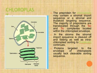 CHLOROPLAS
T
 The preprotein for chloroplasts
may contain a stromal import
sequence or a stromal and
thylakoid targeting sequence.
The majority of preproteins are
translocated through the Toc
and Tic complexes located
within the chloroplast envelope.
 In the stroma the stromal
import sequence is cleaved off
and folding as well as intra-
chloroplast sorting to thylakoids
continues.
 Proteins targeted to the
envelope of chloroplasts
usually lack cleavable sorting
sequence.
 