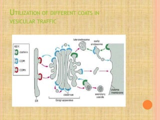 UTILIZATION OF DIFFERENT COATS IN
VESICULAR TRAFFIC
 