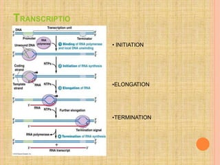 TRANSCRIPTIO
N
• INITIATION
•ELONGATION
•TERMINATION
 