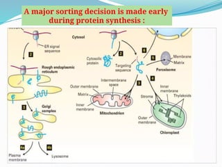 Sortagging Reaction protein sorting............,.........pptx