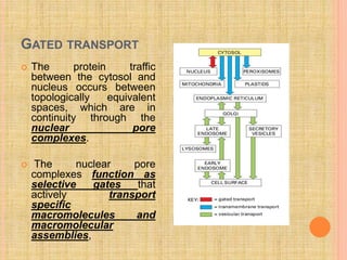 GATED TRANSPORT
 The protein traffic
between the cytosol and
nucleus occurs between
topologically equivalent
spaces, which are in
continuity through the
nuclear pore
complexes.
 The nuclear pore
complexes function as
selective gates that
actively transport
specific
macromolecules and
macromolecular
assemblies,
 