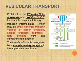 VESICULAR TRANSPORT
 Proteins from the ER to the Golgi
apparatus and proteins to E.R,
for example, occurs in this way.
 transport intermediates— which
may be small, spherical transport
vesicles or larger, irregularly
shaped organelle fragments—
ferry proteins from one
compartment to another.
 The transfer of soluble recognized
by a complementary receptor in
the appropriate membrane.
 