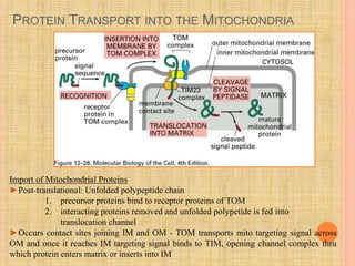 PROTEIN TRANSPORT INTO THE MITOCHONDRIA
Import of Mitochondrial Proteins
►Post-translational: Unfolded polypeptide chain
1. precursor proteins bind to receptor proteins of TOM
2. interacting proteins removed and unfolded polypetide is fed into
translocation channel
►Occurs contact sites joining IM and OM - TOM transports mito targeting signal across
OM and once it reaches IM targeting signal binds to TIM, opening channel complex thru
which protein enters matrix or inserts into IM
 