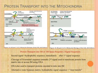PROTEIN TRANSPORT INTO THE MITOCHONDRIA
Protein Transport into IM or IM Space Requires 2 Signal Sequences
1. Second signal =hydrophobic sequence; immediately after 1st signal sequence
2. Cleavage of N-terminal sequence unmasks 2nd signal used to translocate protein from
matrix into or across IM using OXA
3. OXA also used to transport proteins encoded in mito into IM
4. Alternative route bypasses matrix; hydrophobic signal sequence = “stop transfer”
 
