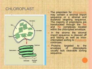 CHLOROPLAST
 The preprotein for chloroplasts
may contain a stromal import
sequence or a stromal and
thylakoid targeting sequence.
The majority of preproteins are
translocated through the Toc
and Tic complexes located
within the chloroplast envelope.
 In the stroma the stromal
import sequence is cleaved off
and folding as well as intra-
chloroplast sorting to thylakoids
continues.
 Proteins targeted to the
envelope of chloroplasts
usually lack cleavable sorting
sequence.
 