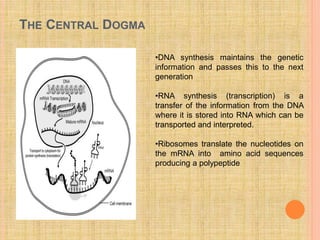THE CENTRAL DOGMA
•DNA synthesis maintains the genetic
information and passes this to the next
generation
•RNA synthesis (transcription) is a
transfer of the information from the DNA
where it is stored into RNA which can be
transported and interpreted.
•Ribosomes translate the nucleotides on
the mRNA into amino acid sequences
producing a polypeptide
 