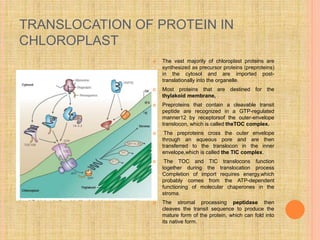 TRANSLOCATION OF PROTEIN IN
CHLOROPLAST
 The vast majority of chloroplast proteins are
synthesized as precursor proteins (preproteins)
in the cytosol and are imported post-
translationally into the organelle.
 Most proteins that are destined for the
thylakoid membrane,
 Preproteins that contain a cleavable transit
peptide are recognized in a GTP-regulated
manner12 by receptorsof the outer-envelope
translocon, which is called theTOC complex.
 The preproteins cross the outer envelope
through an aqueous pore and are then
transferred to the translocon in the inner
envelope,which is called the TIC complex.
 The TOC and TIC translocons function
together during the translocation process
Completion of import requires energy,which
probably comes from the ATP-dependent
functioning of molecular chaperones in the
stroma.
 The stromal processing peptidase then
cleaves the transit sequence to produce the
mature form of the protein, which can fold into
its native form.
 