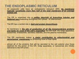 THE ENDOPLASMIC RETICULUM
 All eukaryotic cells have an endoplasmic reticulum (ER). Its membrane
typically constitutes more than half of the total membrane of an average
animal cell.
 The ER is organized into a netlike labyrinth of branching tubules and
flattened sacs extending throughout the cytosol , to interconnect.
 The ER has a central role in lipid and protein biosynthesis.
 Its membrane is the site of production of all the transmembrane proteins
and lipids for most of the cell’s organelles( the ER itself, the Golgi apparatus,
lysosomes, endosomes, secretory vesicles, and the plasma membrane).
 The ER membrane makes a major contribution to mitochondrial and
peroxisomal membranes by producing most of their lipids.
 almost all of the proteins that will be secreted to the cell exterior plus those
destined for the lumen of the ER, Golgi apparatus, or lysosomes are initially
delivered to the ER lumen.
 