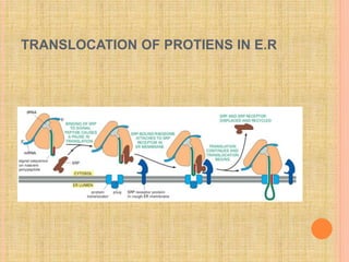 TRANSLOCATION OF PROTIENS IN E.R
 