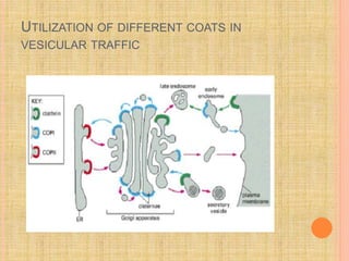 UTILIZATION OF DIFFERENT COATS IN
VESICULAR TRAFFIC
 