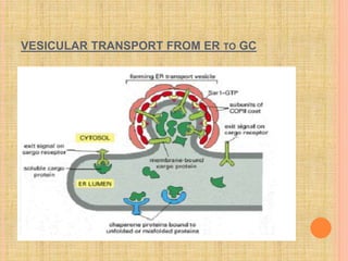 VESICULAR TRANSPORT FROM ER TO GC
 
