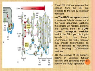  Those ER resident proteins that
escape from the ER are
returned to the ER by vesicular
transport.
 (A) The KDEL receptor present
in vesicular tubular clusters and
the Golgi apparatus, captures
the soluble ER resident proteins
and carries them in COPI-
coated transport vesicles
back to the ER. Upon binding its
ligands in this low-pH
environment, the KDEL receptor
may change conformation, so
as to facilitate its recruitment
into budding COPI-coated
vesicles.
 (B) The retrieval of ER proteins
begins in vesicular tubular
clusters and continues from all
parts of the Golgi apparatus.
 