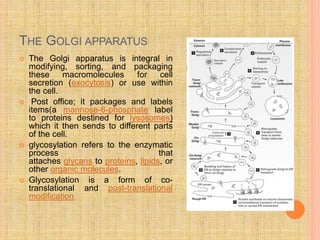 THE GOLGI APPARATUS
 The Golgi apparatus is integral in
modifying, sorting, and packaging
these macromolecules for cell
secretion (exocytosis) or use within
the cell.
 Post office; it packages and labels
items(a mannose-6-phosphate label
to proteins destined for lysosomes)
which it then sends to different parts
of the cell.
 glycosylation refers to the enzymatic
process that
attaches glycans to proteins, lipids, or
other organic molecules.
 Glycosylation is a form of co-
translational and post-translational
modification
 