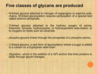 Five classes of glycans are produced:
 N-linked glycans attached to nitrogen of asparagine or arginine side-
chains. N-linked glycosylation requires participation of a special lipid
called dolichol phosphate.
 O-linked glycans attached to the hydroxy oxygen of serine,
threonine, tyrosine, hydroxylysine, or hydroxyproline side-chains, or
to oxygens on lipids such as ceramide
 phospho-glycans linked through the phosphate of a phospho-serine;
 C-linked glycans, a rare form of glycosylation where a sugar is added
to a carbon on a tryptophan side-chain
 Glypiation, which is the addition of a GPI anchor that links proteins to
lipids through glycan linkages.
 