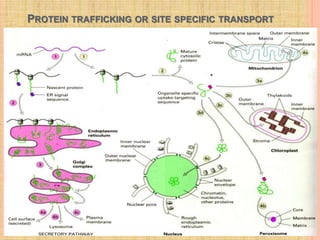 PROTEIN TRAFFICKING OR SITE SPECIFIC TRANSPORT
 