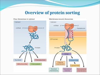 Comprehensive Overview of Endoplasmic Reticulum Structure and Protein ...