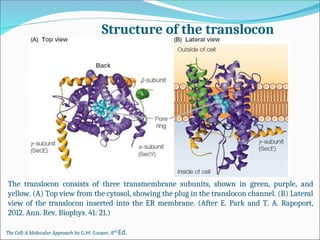 Comprehensive Overview of Endoplasmic Reticulum Structure and Protein ...