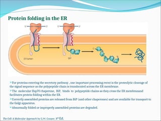 Comprehensive Overview of Endoplasmic Reticulum Structure and Protein ...