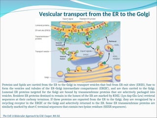 Comprehensive Overview of Endoplasmic Reticulum Structure and Protein ...