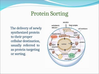 Sortagging Reaction Comprehensive Overview of Endoplasmic Reticulum Structure and Protein ...