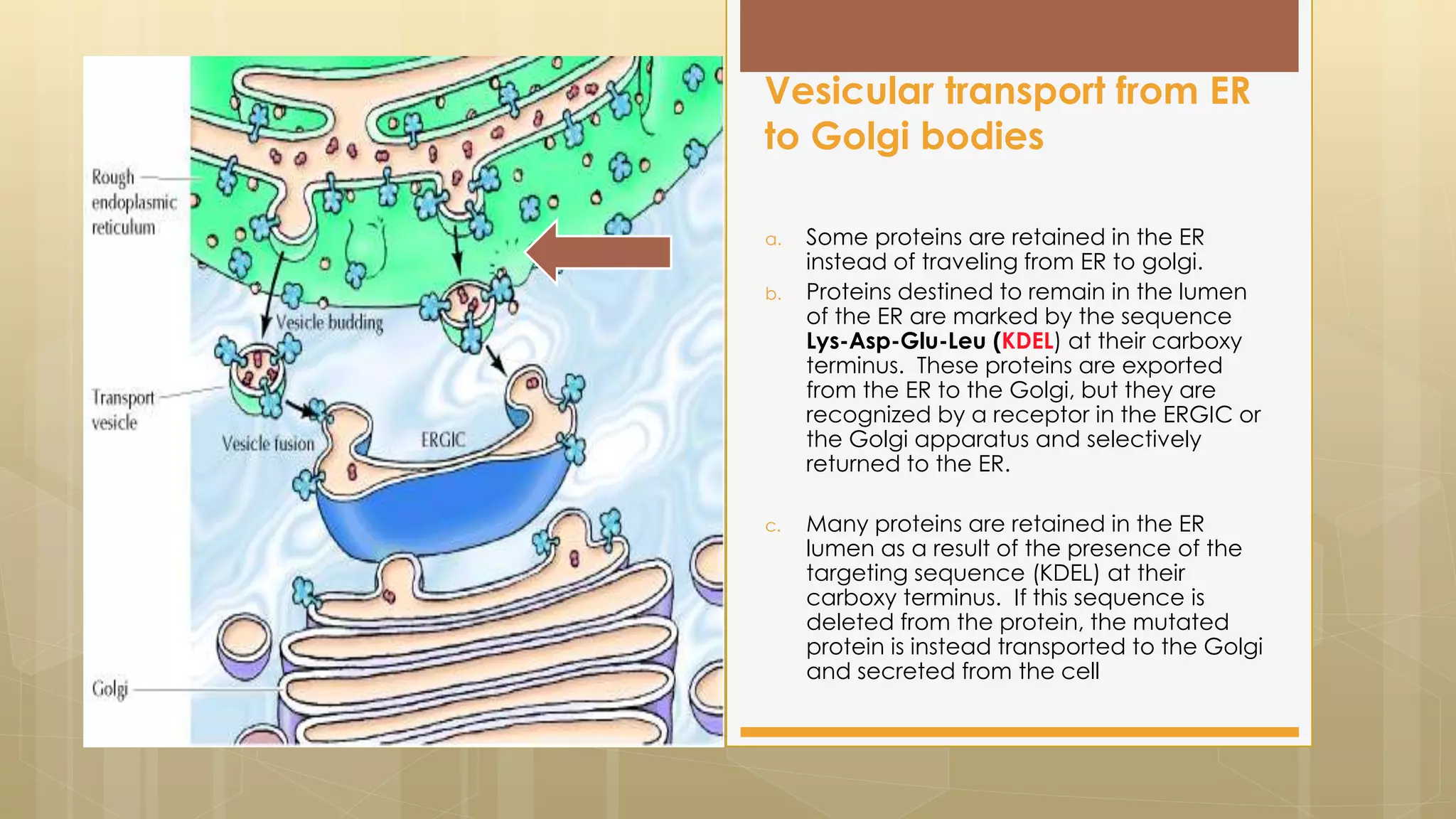 Protein sorting in golgi bodies | PPTX
