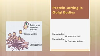 Presented by:
M. Hammad Latif
Presented to:
Dr. Qandeel Fatima
Protein sorting in
Golgi Bodies
 