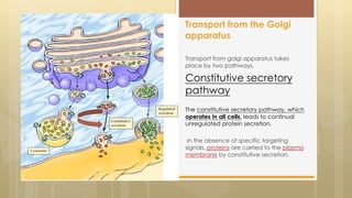 Transport from golgi apparatus takes
place by two pathways.
Constitutive secretory
pathway
The constitutive secretory pathway, which
operates in all cells, leads to continual
unregulated protein secretion.
In the absence of specific targeting
signals, proteins are carried to the plasma
membrane by constitutive secretion.
Transport from the Golgi
apparatus
 