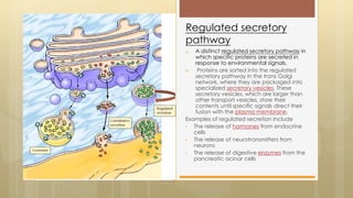 a. A distinct regulated secretory pathway in
which specific proteins are secreted in
response to environmental signals.
b. Proteins are sorted into the regulated
secretory pathway in the trans Golgi
network, where they are packaged into
specialized secretory vesicles. These
secretory vesicles, which are larger than
other transport vesicles, store their
contents until specific signals direct their
fusion with the plasma membrane.
Examples of regulated secretion include
• The release of hormones from endocrine
cells
• The release of neurotransmitters from
neurons
• The release of digestive enzymes from the
pancreatic acinar cells
Regulated secretory
pathway
 