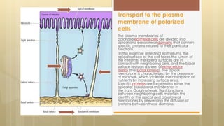 The plasma membranes of
polarized epithelial cells are divided into
apical and basolateral domains that contain
specific proteins related to their particular
functions.
In this example (intestinal epithelium), the
apical surface of the cell faces the lumen of
the intestine, the lateral surfaces are in
contact with neighboring cells, and the basal
surface rests on a sheet ofextracellular
matrix (the basal lamina). The apical
membrane is characterized by the presence
of microvilli, which facilitate the absorption of
nutrients by increasing surface area.
Specific proteins are targeted to either the
apical or basolateral membranes in
the trans Golgi network. Tight junctions
between neighboring cells maintain the
identity of the apical and basolateral
membranes by preventing the diffusion of
proteins between these domains.
Transport to the plasma
membrane of polarized
cells
 