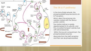 In the trans-Golgi network, the
phosphorylated enzymes bind to M-
6-P receptors .
Which direct the enzymes into
vesicles coated with the fibrous
protein clathrin.
The clathrin lattices is rapidly
depolymerized to its subunits, and
the uncoated transport vesicles fuse
with late endosomes.
Within this low pH compartment, the
phosphorylated enzymes
dissociate from the M6P receptors
and then are de-phosphorylated.
The M-6-P pathway
 