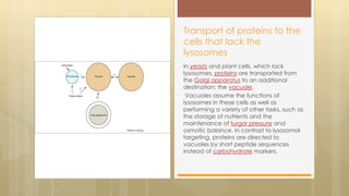 In yeasts and plant cells, which lack
lysosomes, proteins are transported from
the Golgi apparatus to an additional
destination: the vacuole.
Vacuoles assume the functions of
lysosomes in these cells as well as
performing a variety of other tasks, such as
the storage of nutrients and the
maintenance of turgor pressure and
osmotic balance. In contrast to lysosomal
targeting, proteins are directed to
vacuoles by short peptide sequences
instead of carbohydrate markers.
Transport of proteins to the
cells that lack the
lysosomes
 