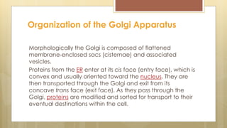 Morphologically the Golgi is composed of flattened
membrane-enclosed sacs (cisternae) and associated
vesicles.
Proteins from the ER enter at its cis face (entry face), which is
convex and usually oriented toward the nucleus. They are
then transported through the Golgi and exit from its
concave trans face (exit face). As they pass through the
Golgi, proteins are modified and sorted for transport to their
eventual destinations within the cell.
Organization of the Golgi Apparatus
 