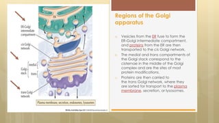 a. Vesicles from the ER fuse to form the
ER-Golgi intermediate compartment,
and proteins from the ER are then
transported to the cis Golgi network.
b. The medial and trans compartments of
the Golgi stack correspond to the
cisternae in the middle of the Golgi
complex and are the sites of most
protein modifications.
c. Proteins are then carried to
the trans Golgi network, where they
are sorted for transport to the plasma
membrane, secretion, or lysosomes.
Regions of the Golgi
apparatus
 